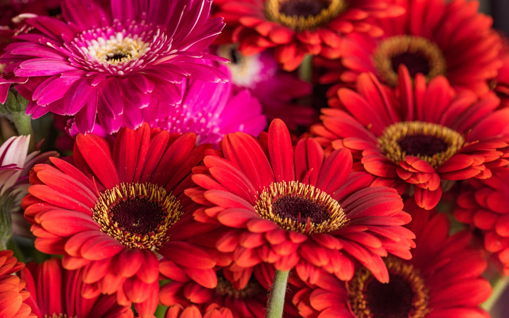 Разноцветные красивые  цветы герберы