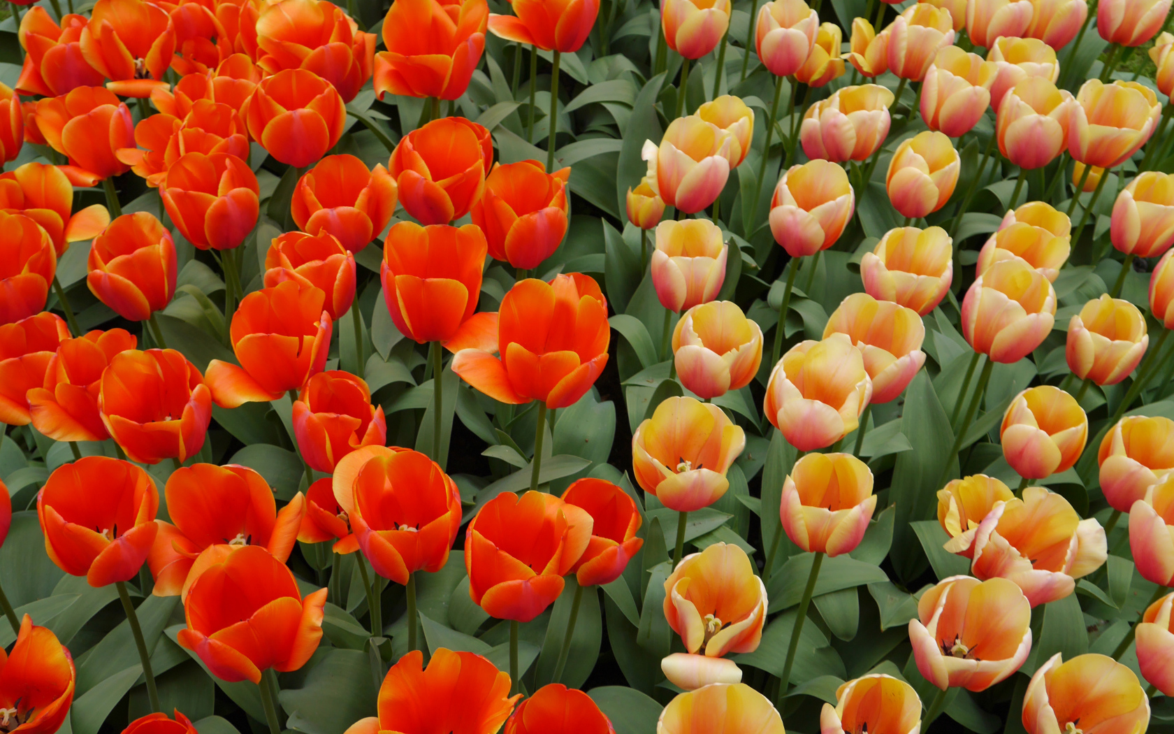 Оранжевые и персиковые цветы тюльпаны на клумбе