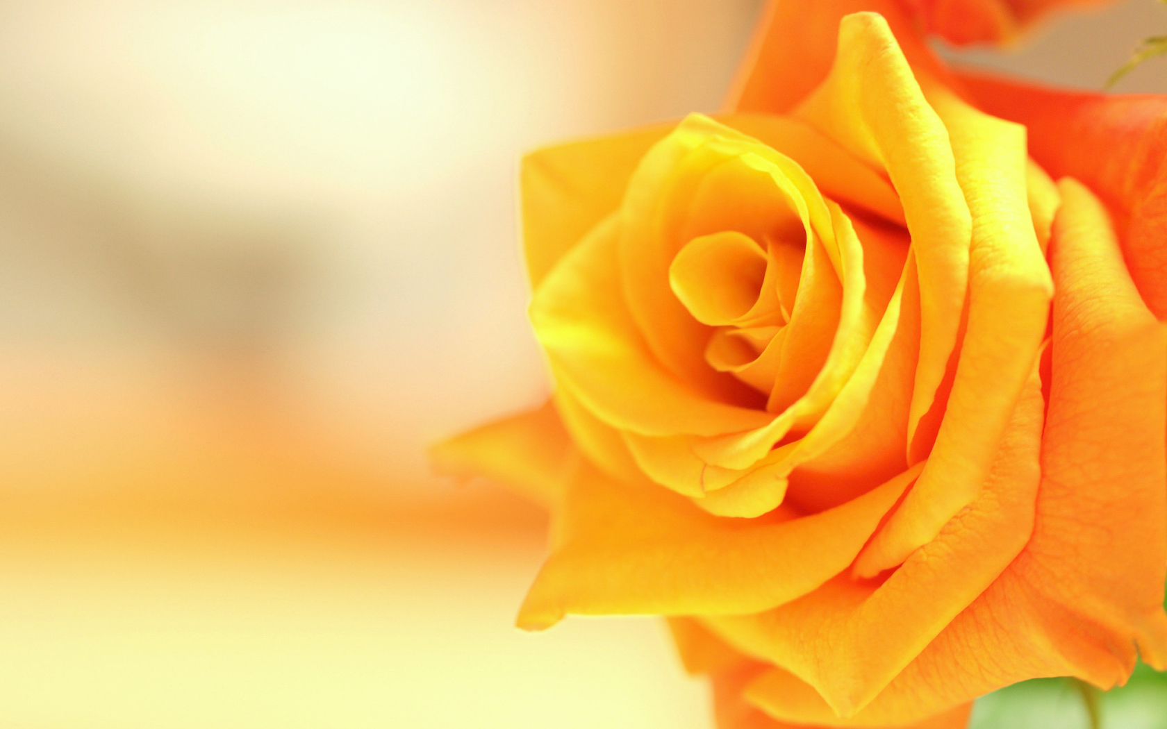 Оранжевый цветок роза крупным планом