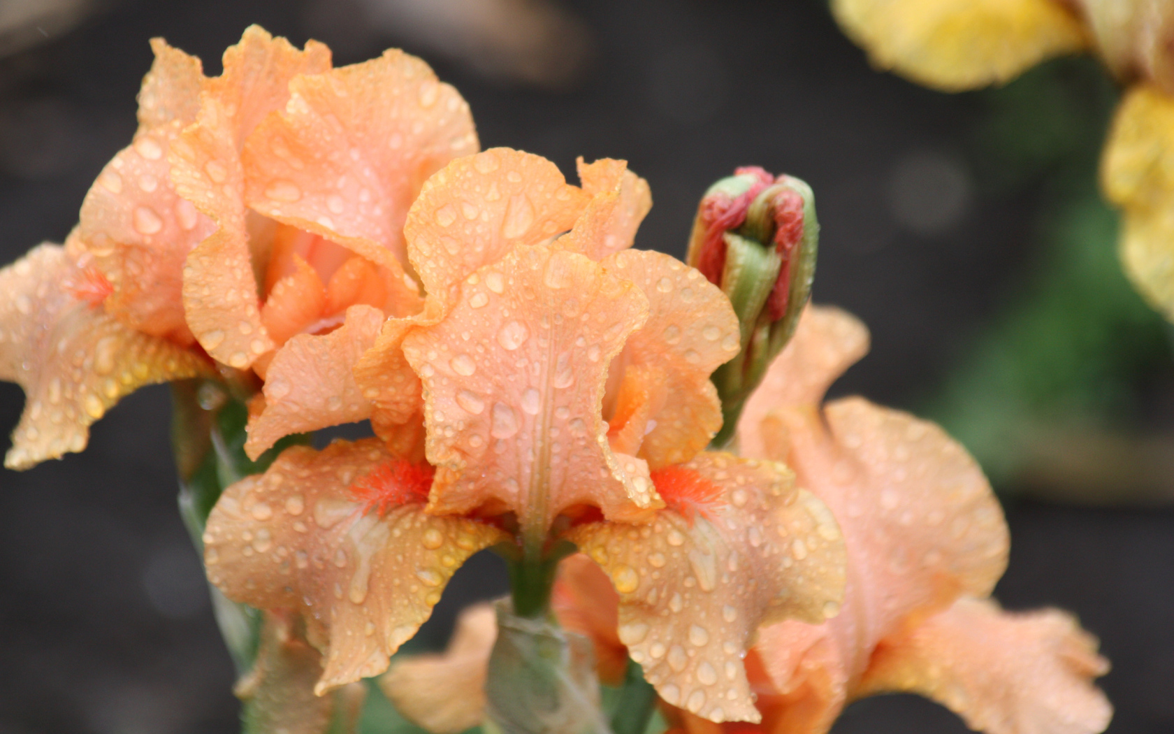 Оранжевые ирисы в каплях росы крупным планом