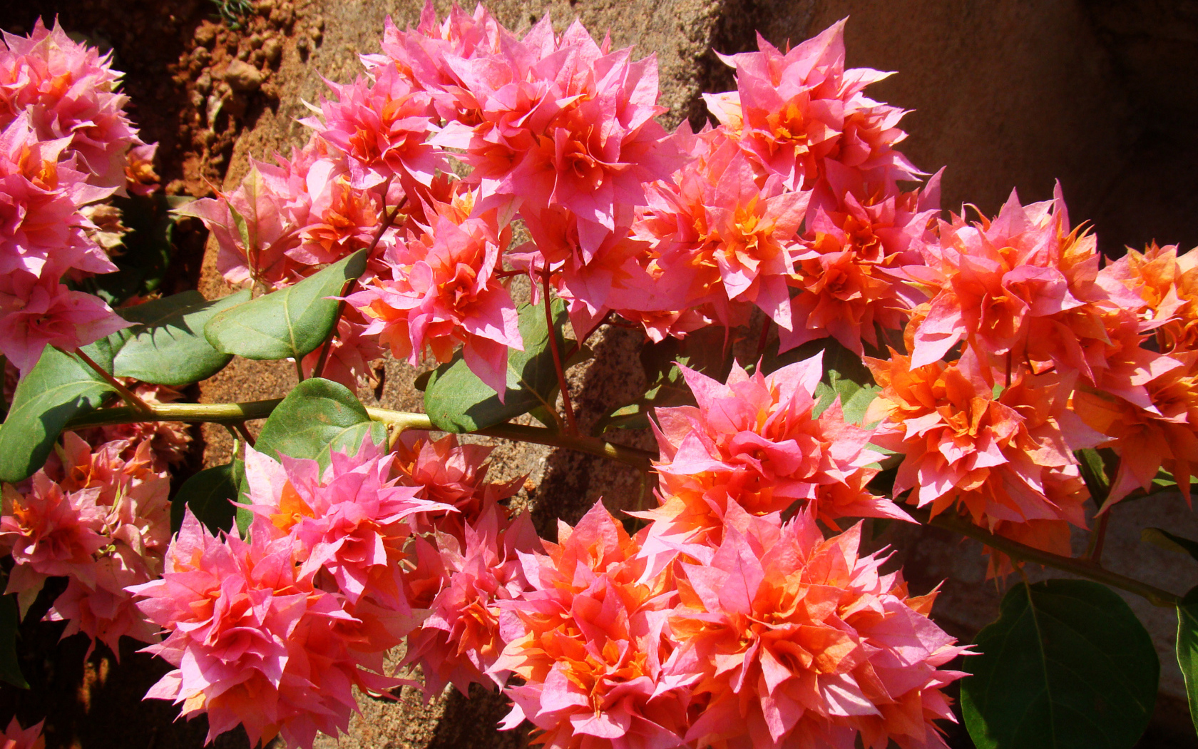 Розовые цветы бугенвиллия крупным планом