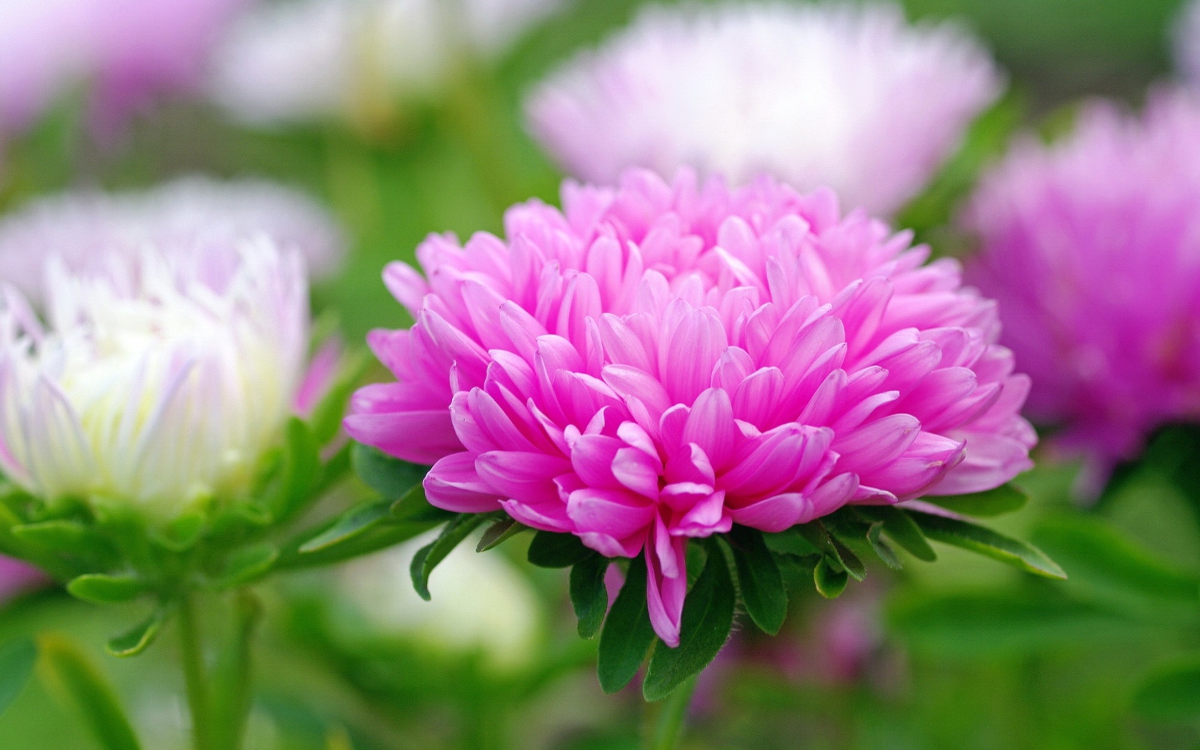 Розовый цветок астра крупным планом