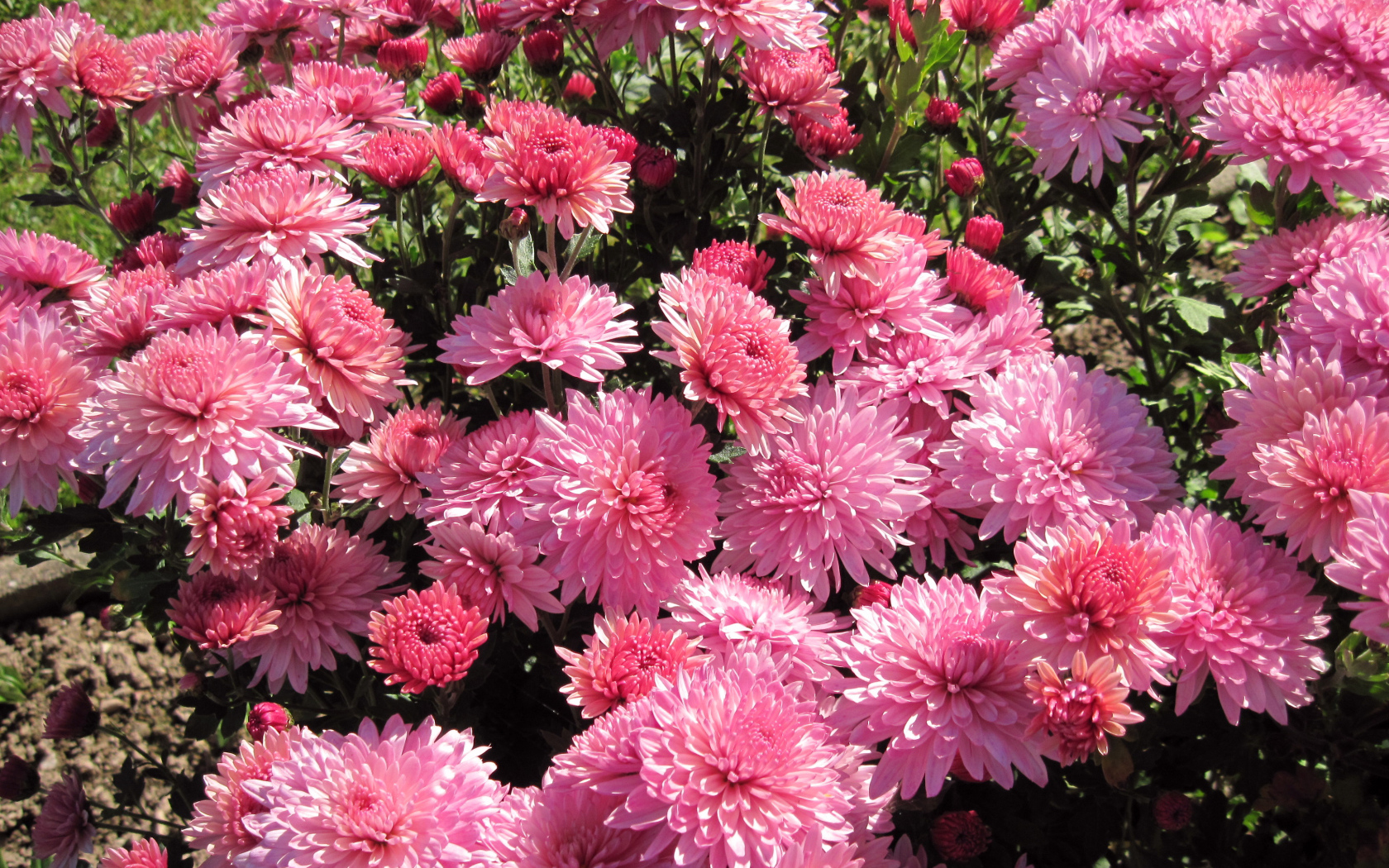 Розовые осенние цветы хризантемы на клумбе