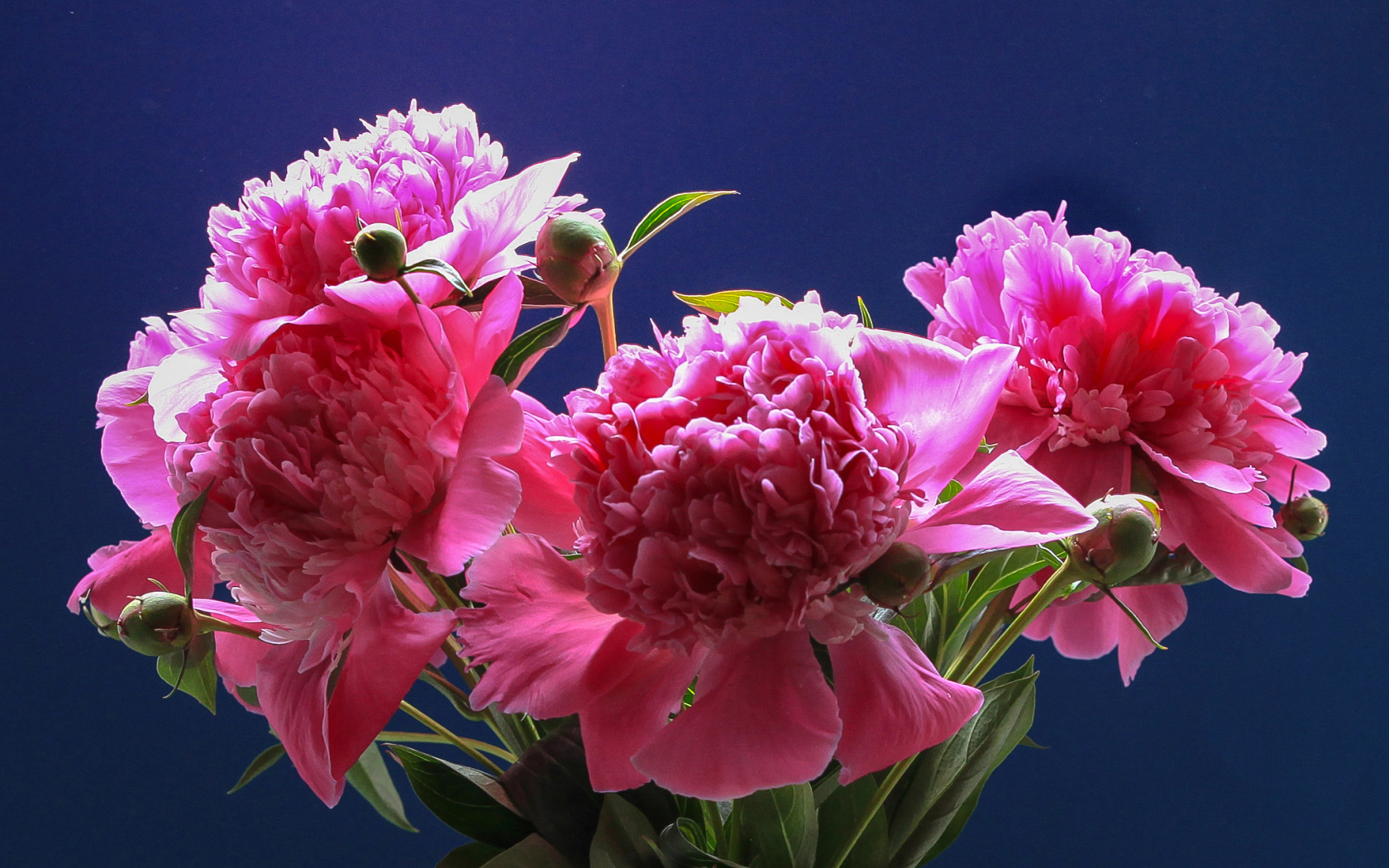 Розовые красивые пионы на голубом фоне