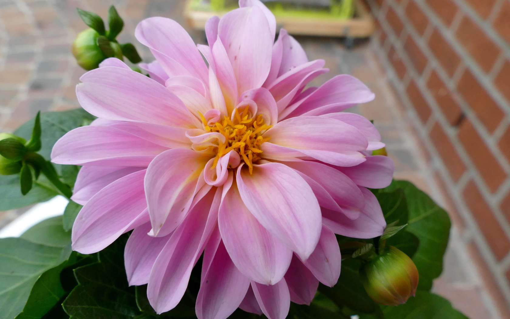 Розовая георгина с большими лепестками 