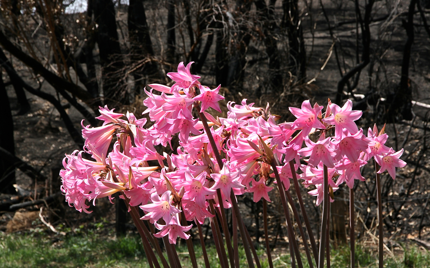 Розовые цветы амариллис крупным планом