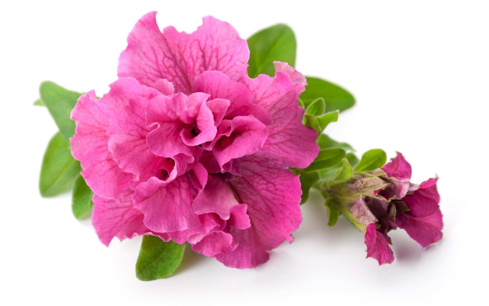 Розовый цветок петуния крупным планом на белом фоне