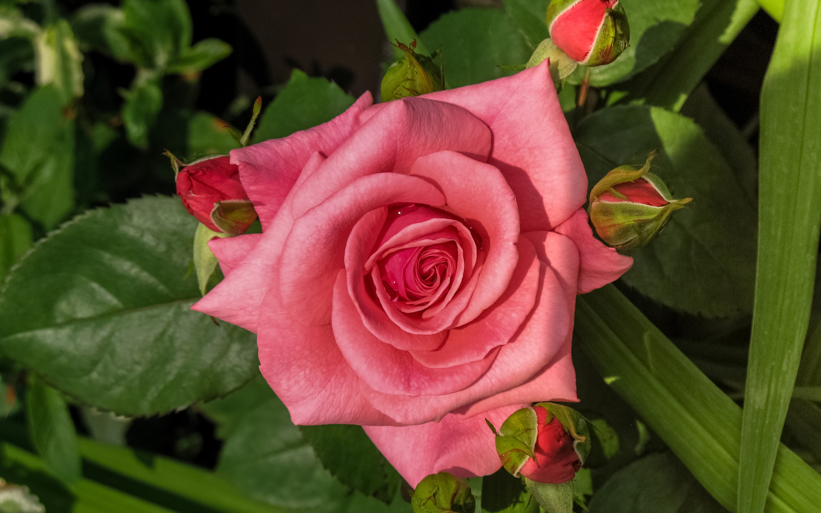 Розовая роза с бутонами на клумбе 