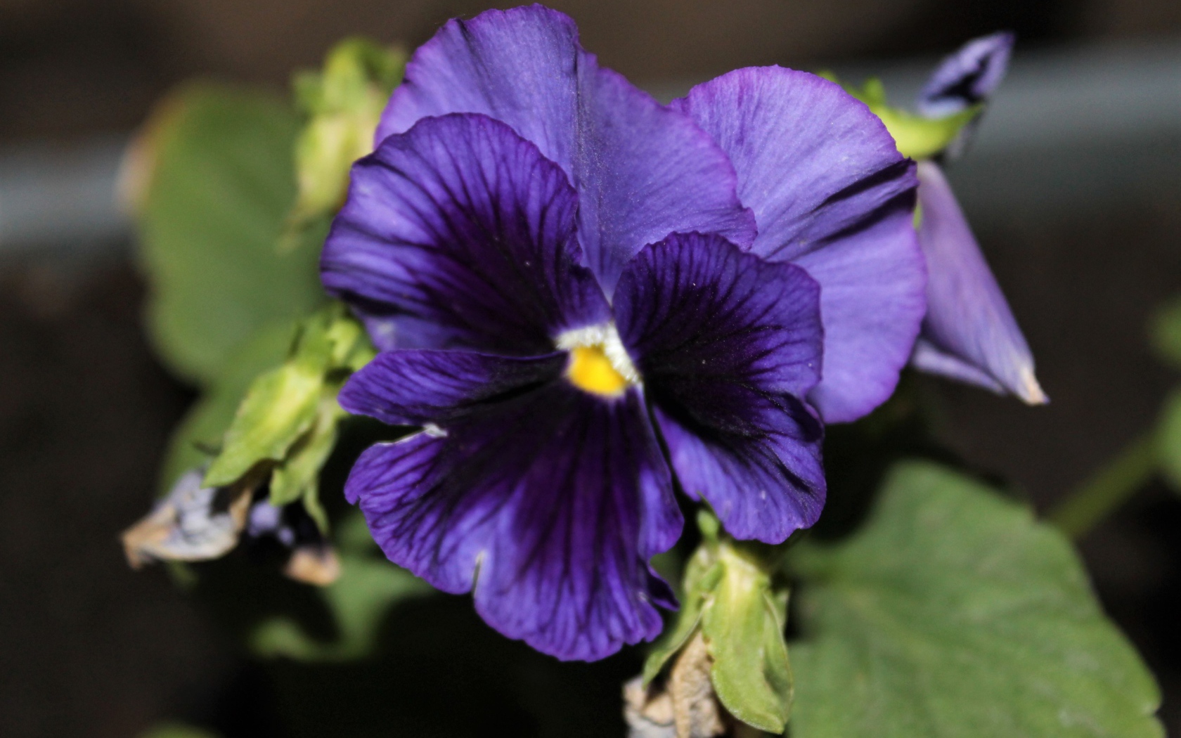 Фиолетовый цветок анютины глазки крупным планом