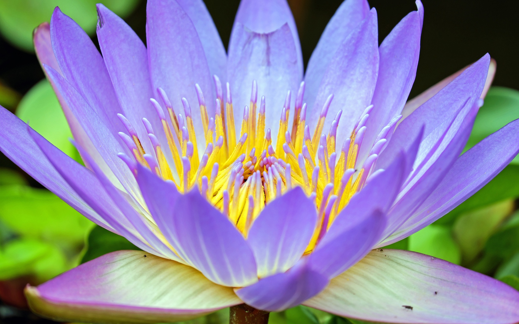 Фиолетовый крупный цветок лотос 