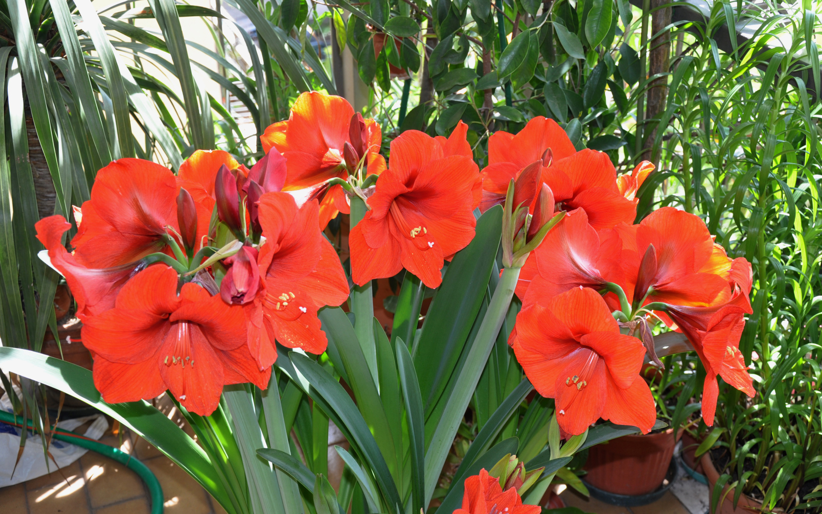 Красные комнатные цветы Амариллис