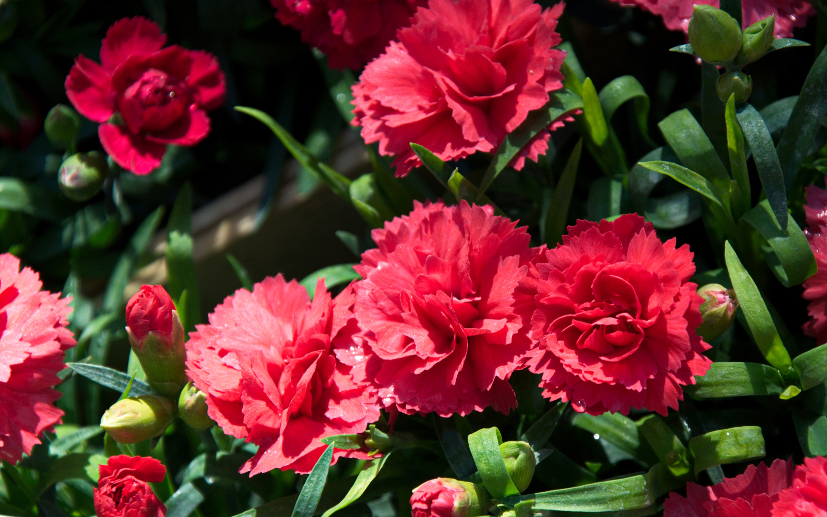 Красные гвоздики с бутонами крупным планом