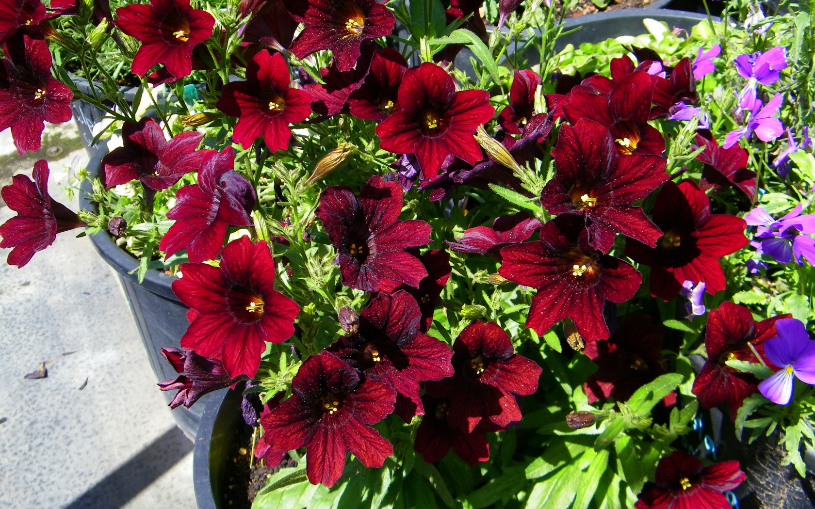 Красные цветы сальпиглоссис растут в горшках