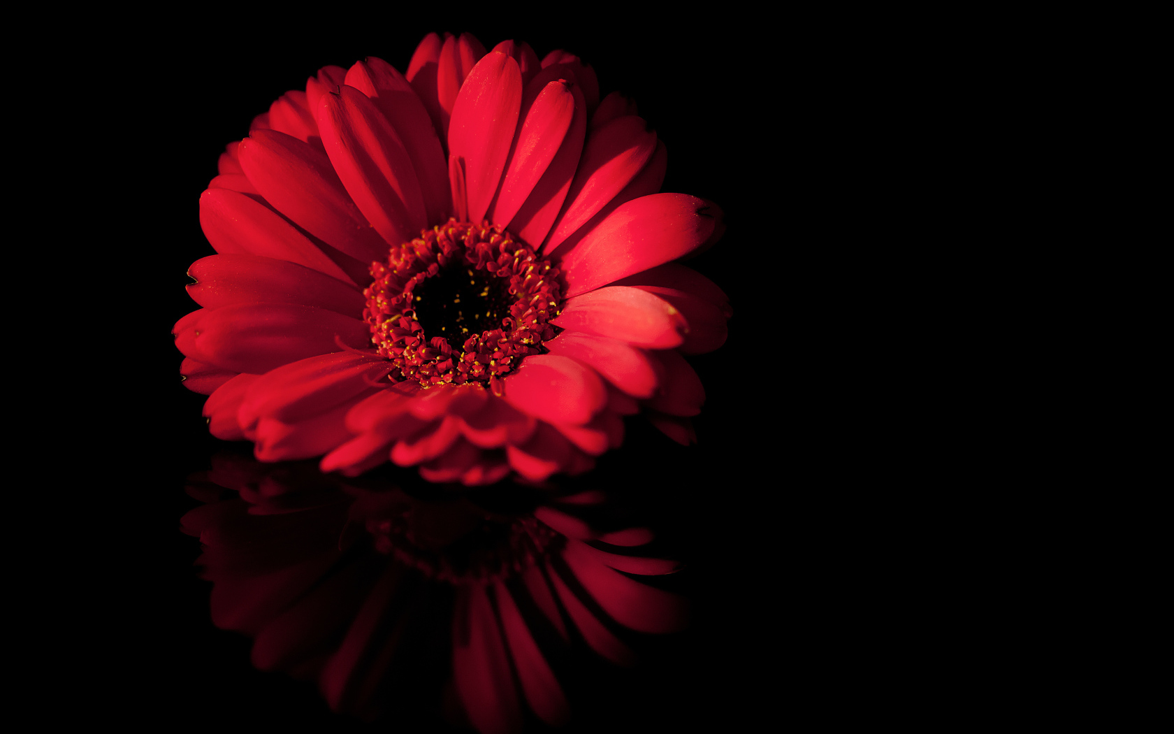 Красный цветок герберы отражается в черной поверхности