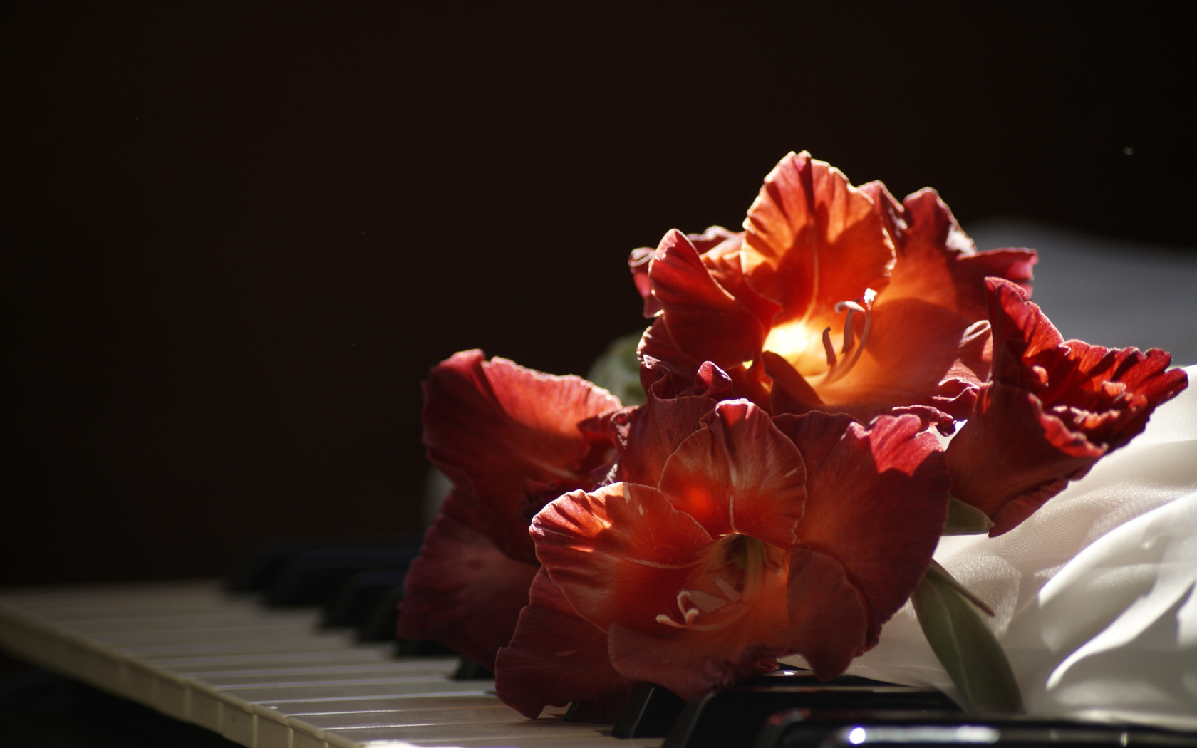 Красный гладиолус лежит на клавишах пианино