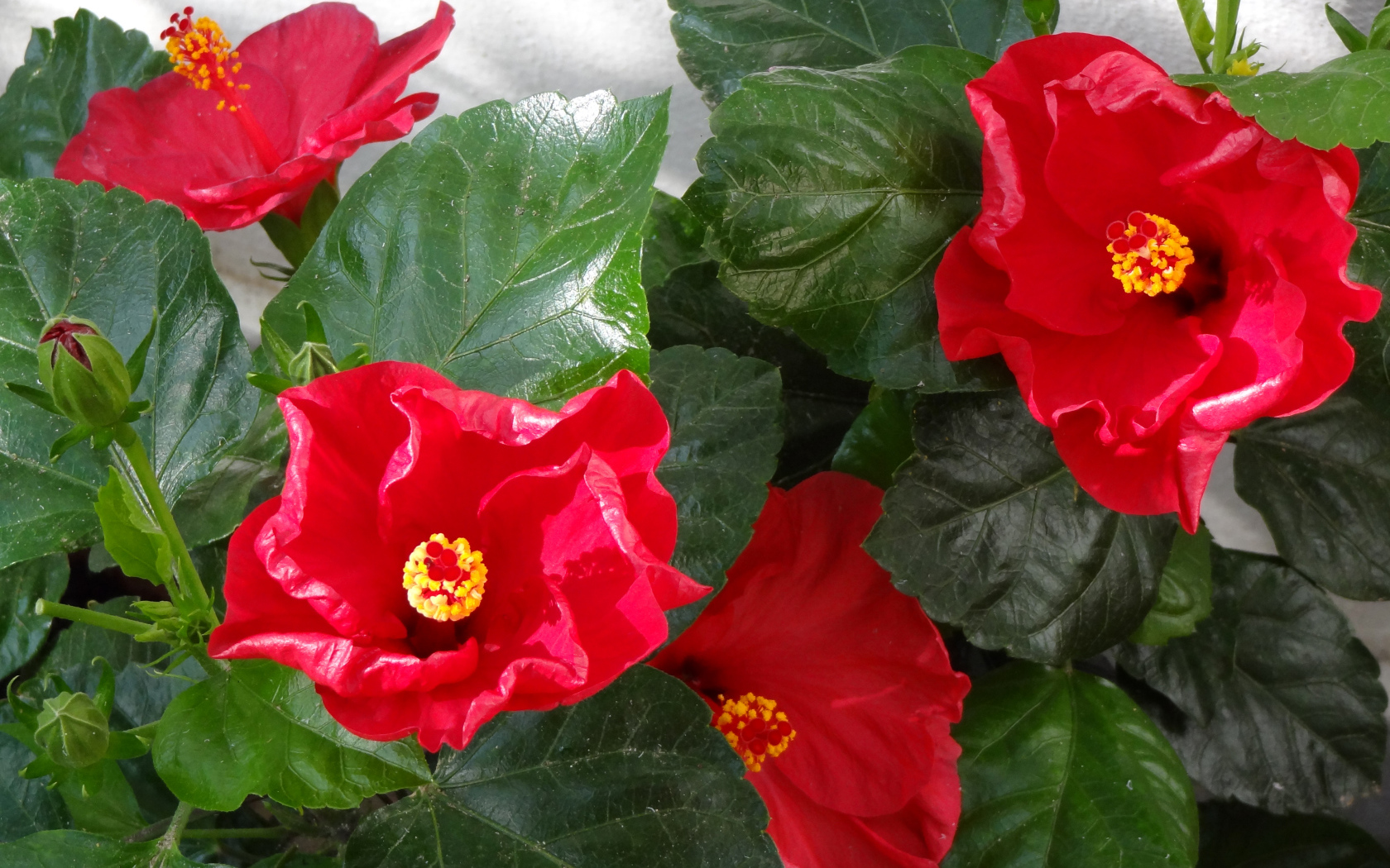 Красные цветы гибискуса с зелеными листьями крупным планом