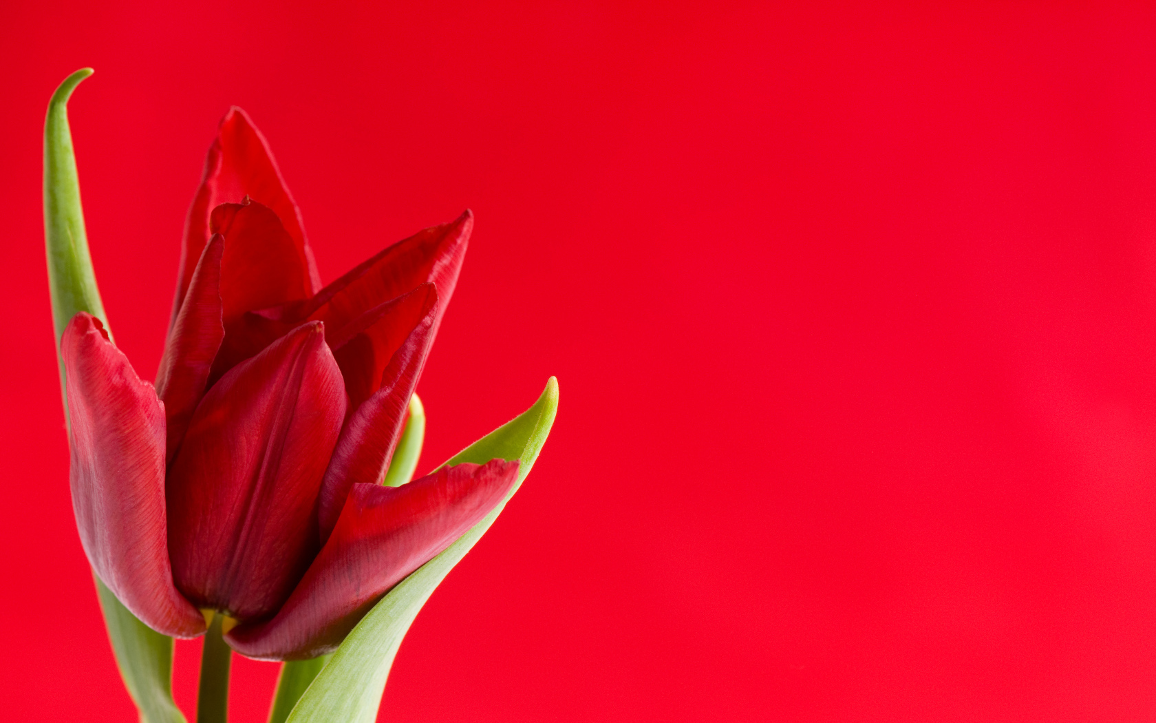 Красный тюльпан на красном фоне, шаблон для поздравительной открытки