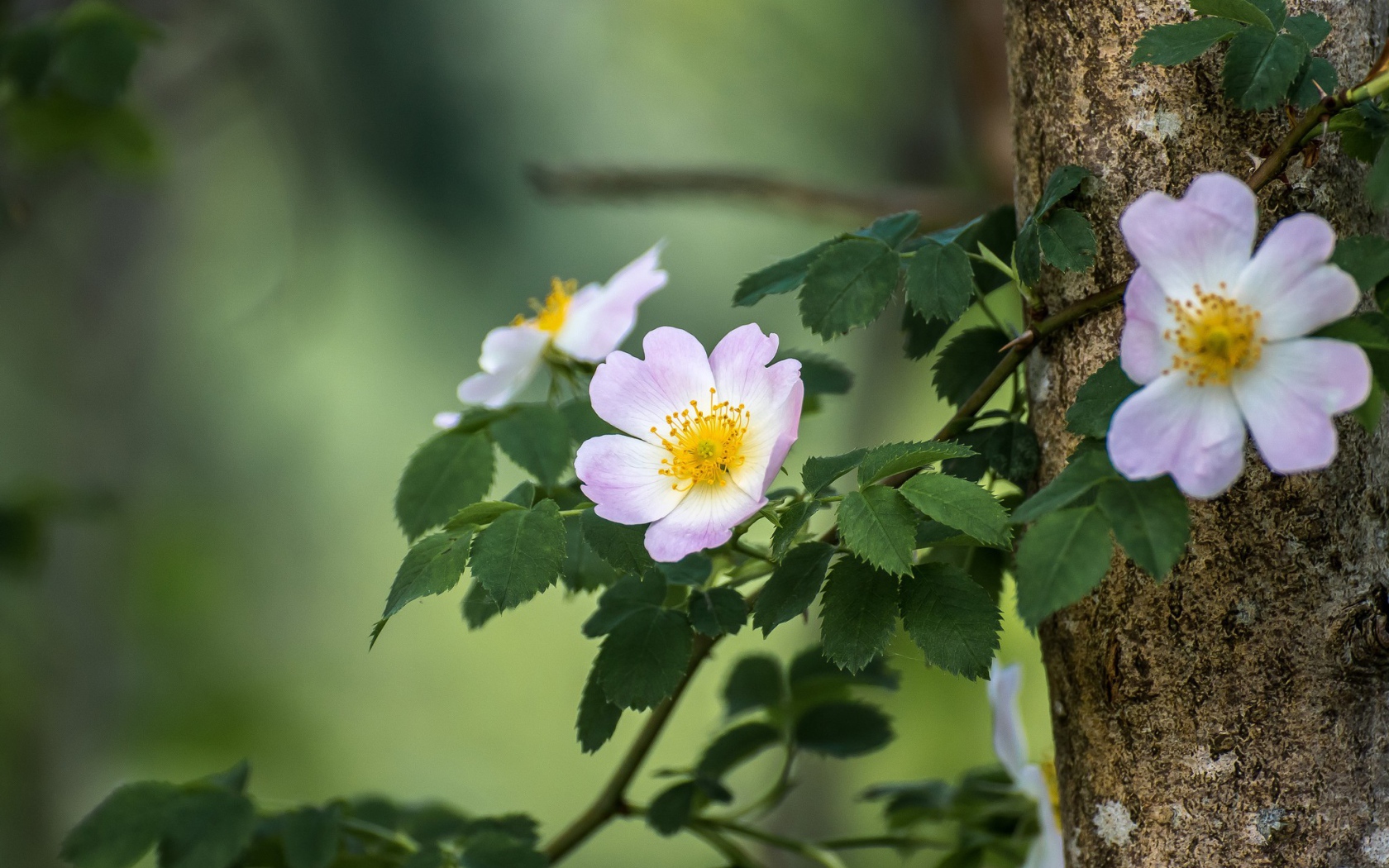 Ветка шиповника с розовыми цветами 