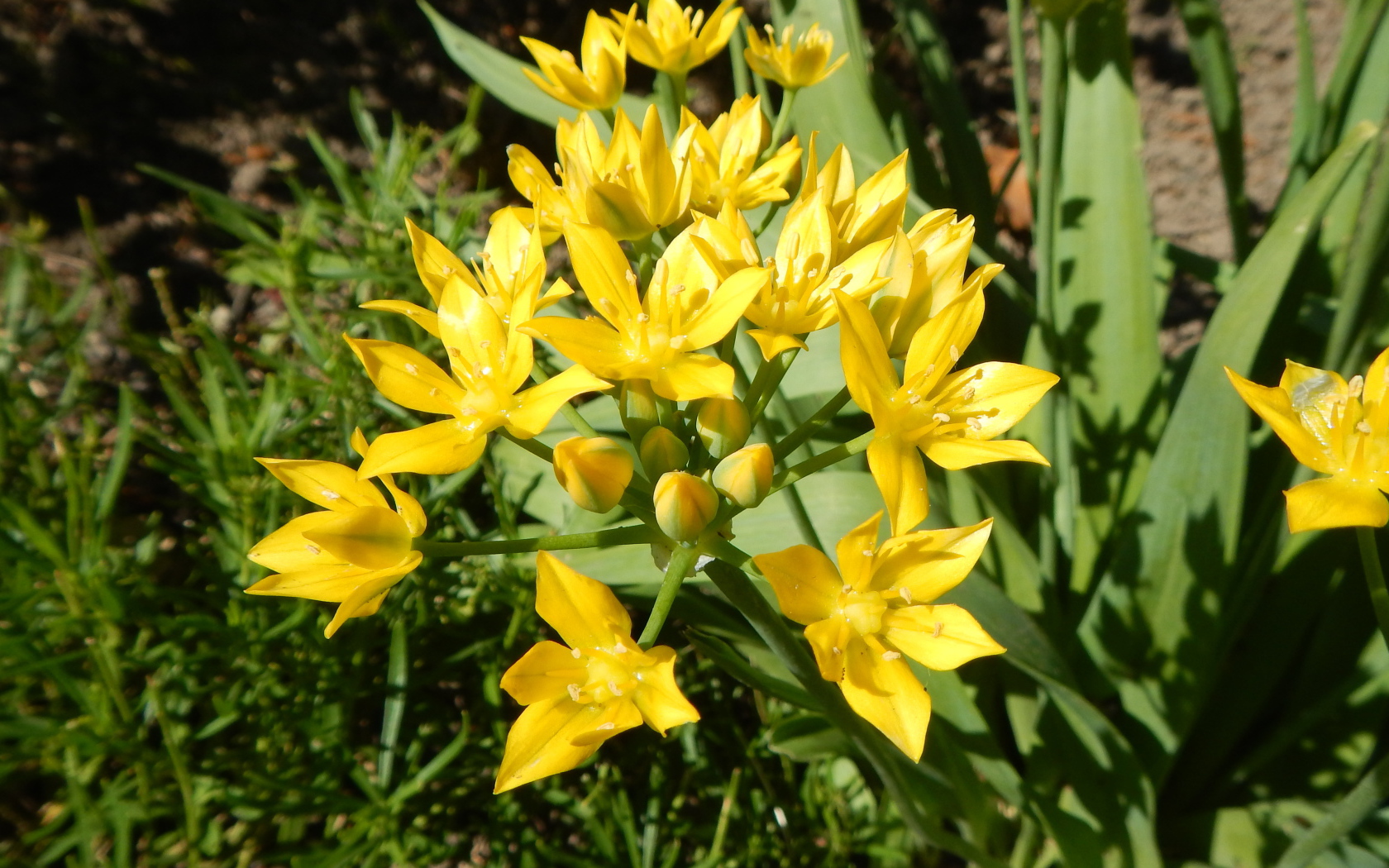 Маленькие желтые лилии вид сверху