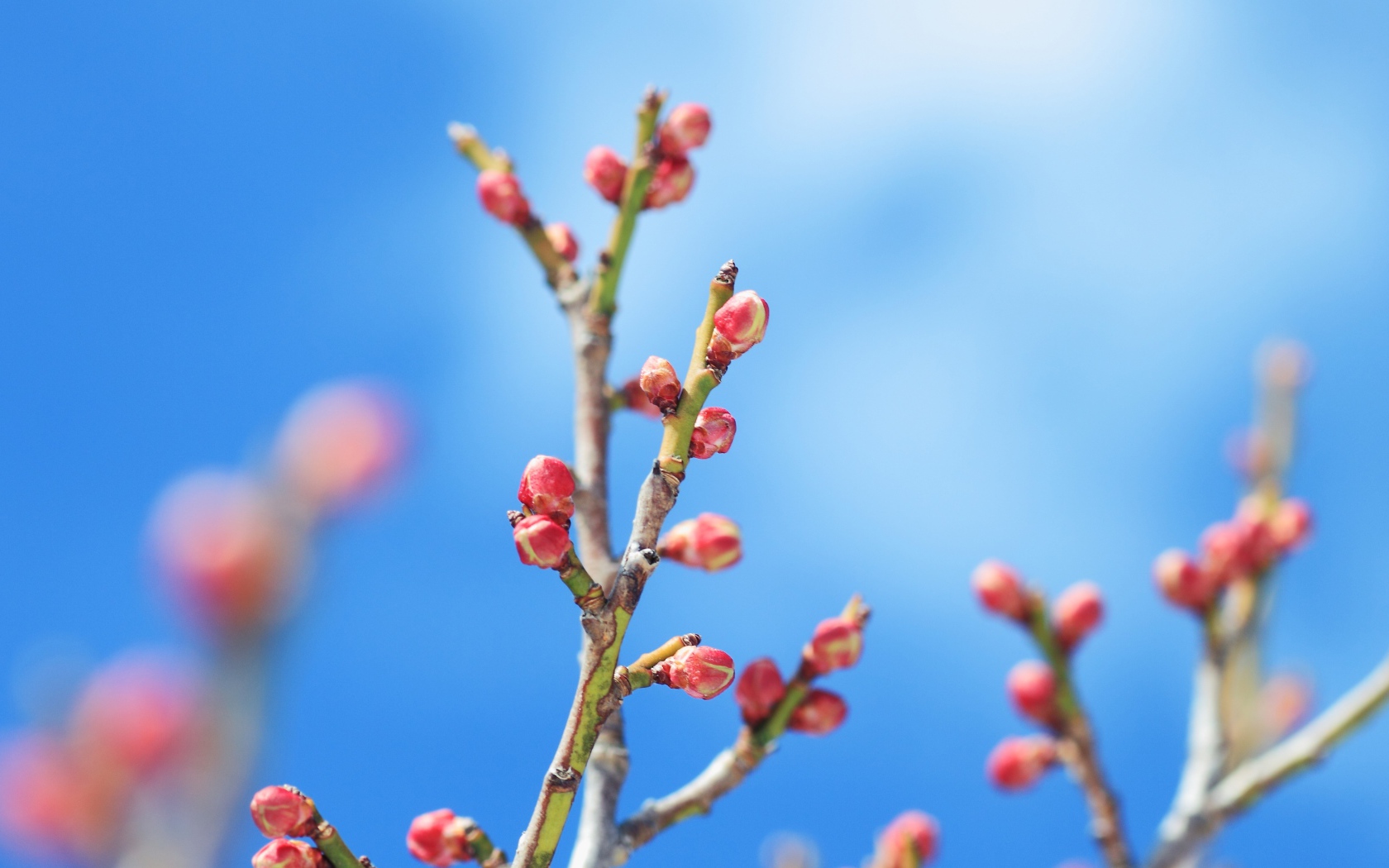 Распускающиеся почки деревьев весной