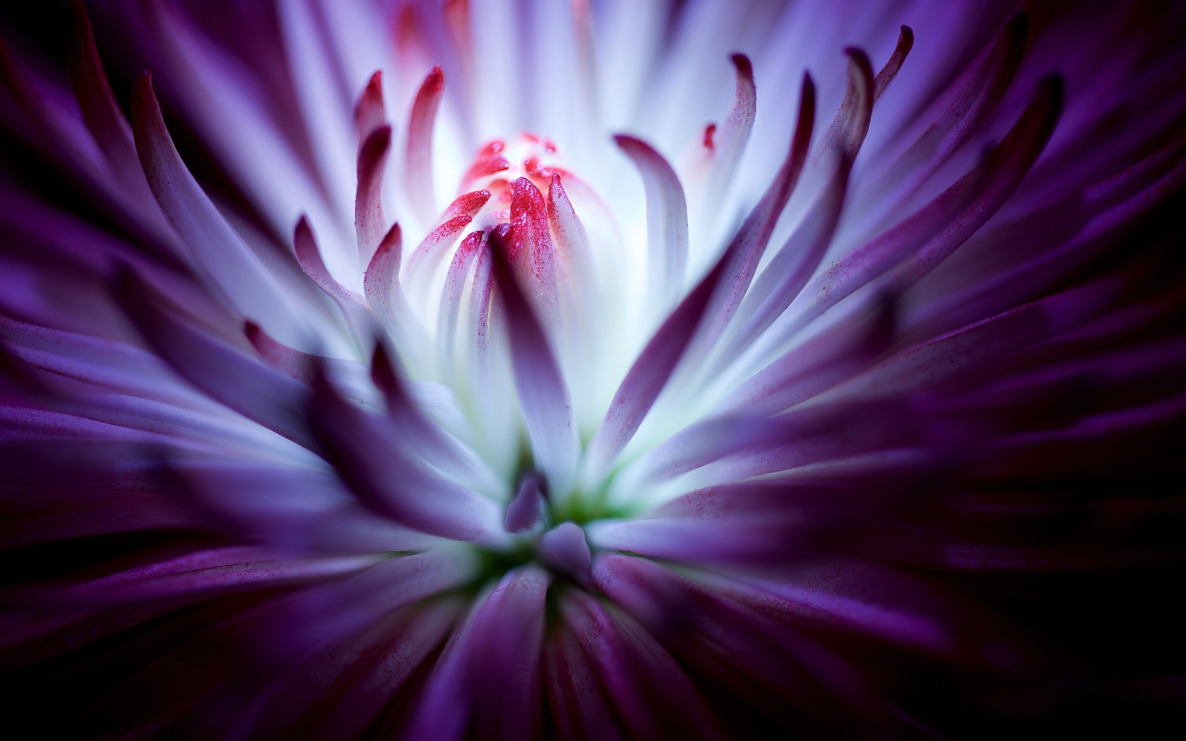 Тонкие лепестки сиреневой хризантемы 