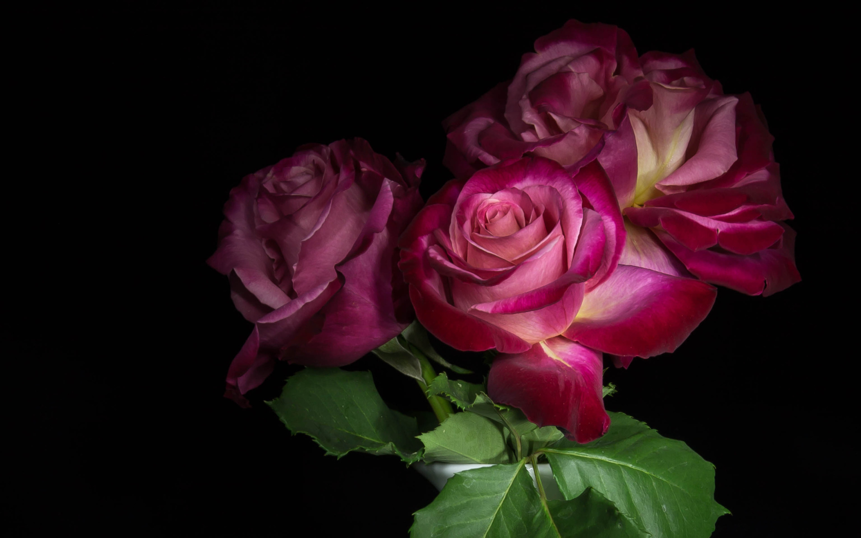 Три  красивых розы на черном фоне 