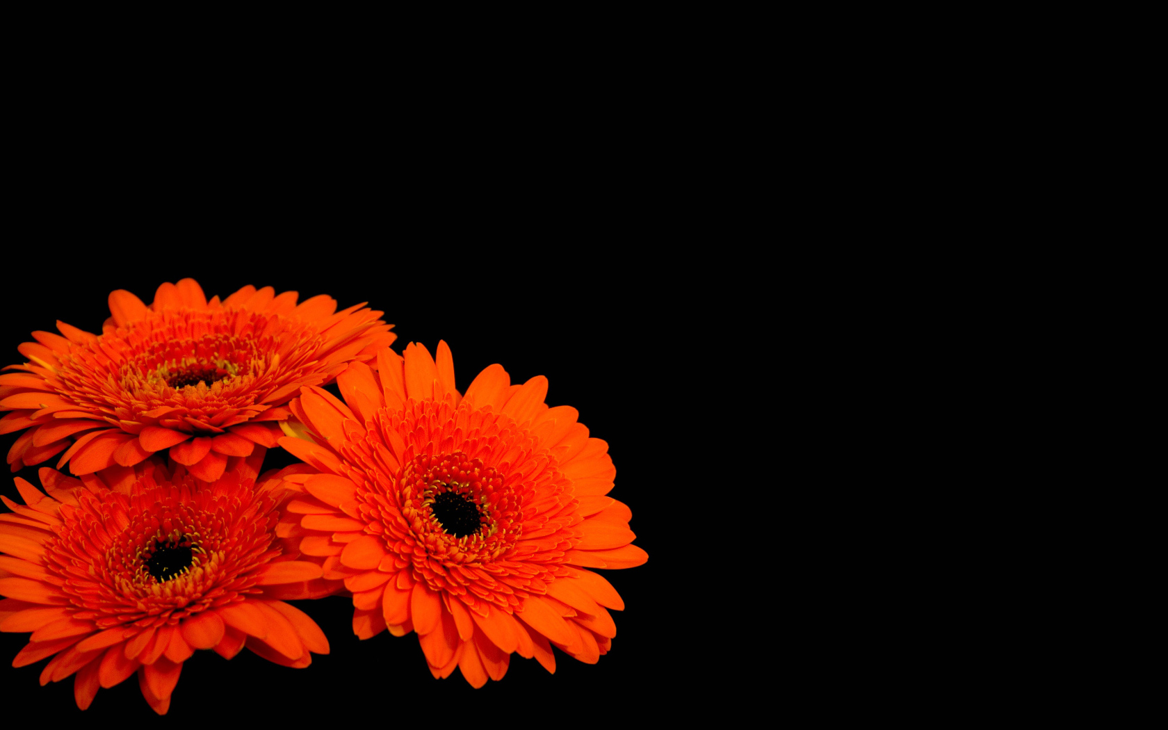Три оранжевые герберы на черном фоне 