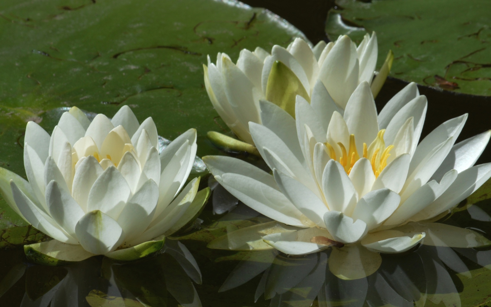 Три белые водяные лилии в пруду 