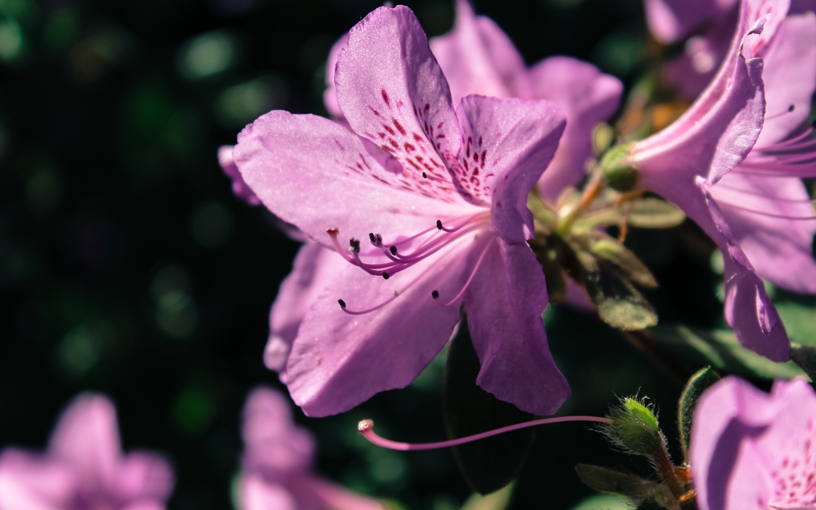 Фиолетовый цветок Рододендрон 