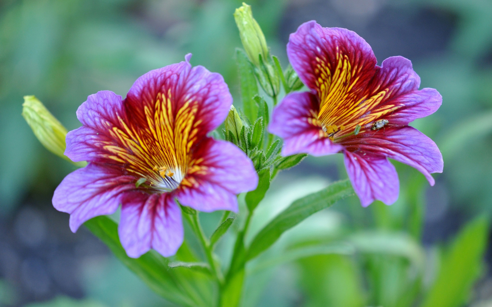 Фиолетовые цветы сальпиглоссис крупным планом