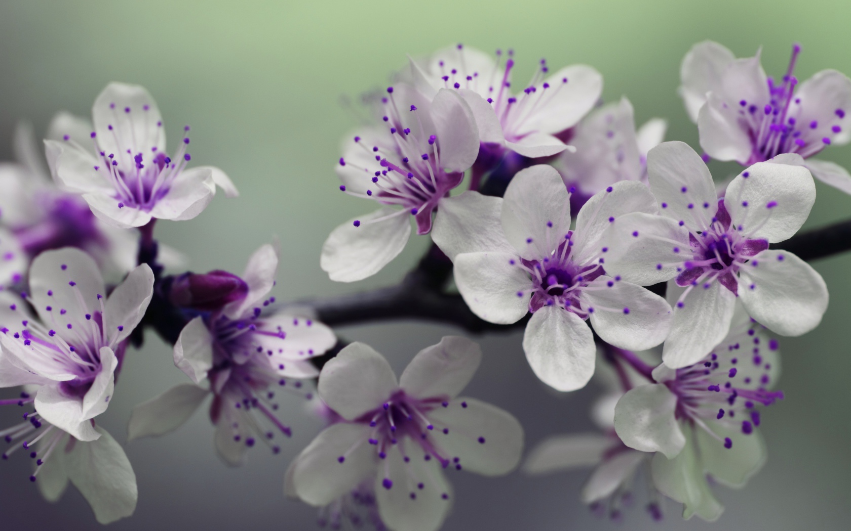 Бело - фиолетовые весенние цветы на ветке 