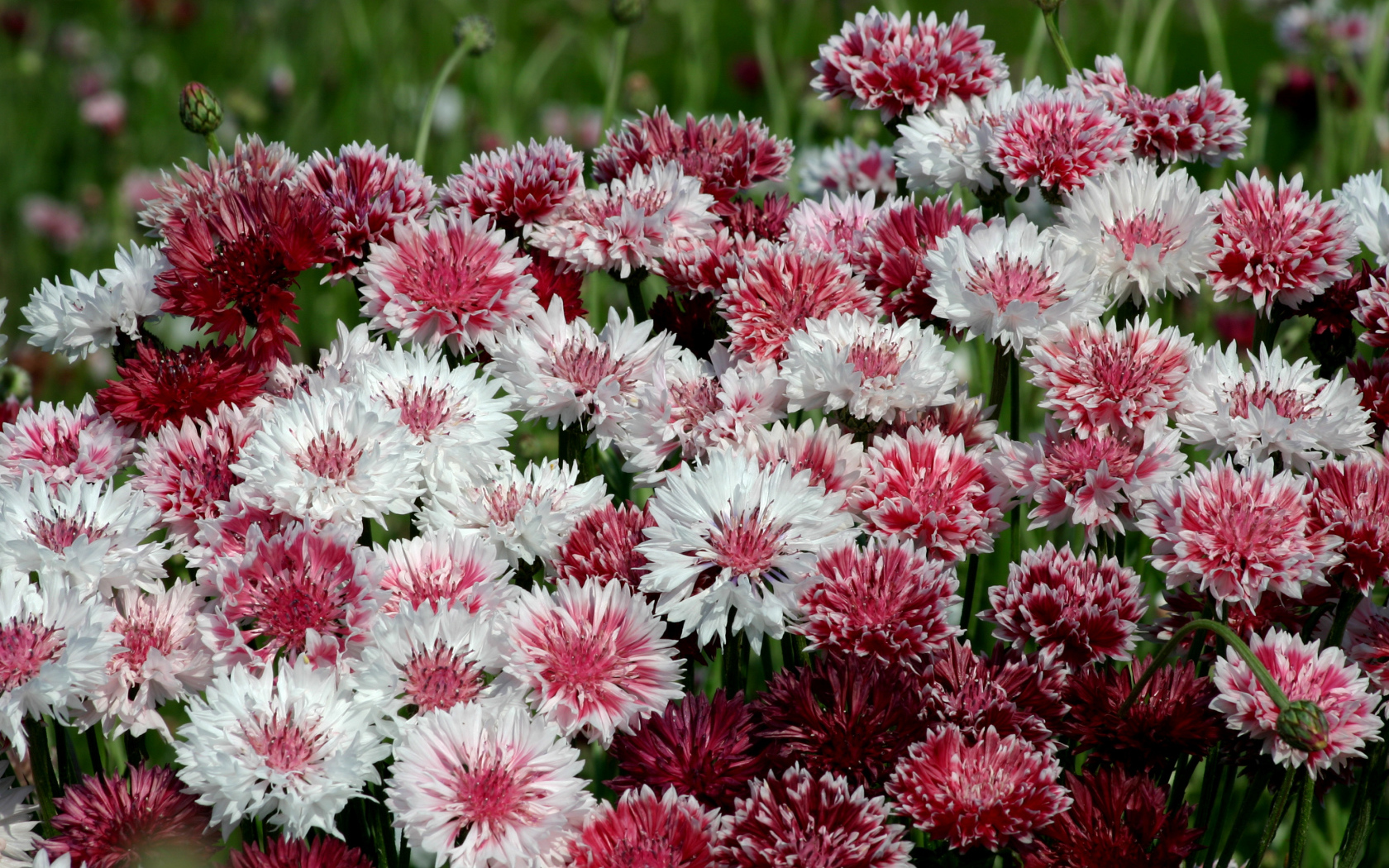 Белые и розовые васильки крупным планом