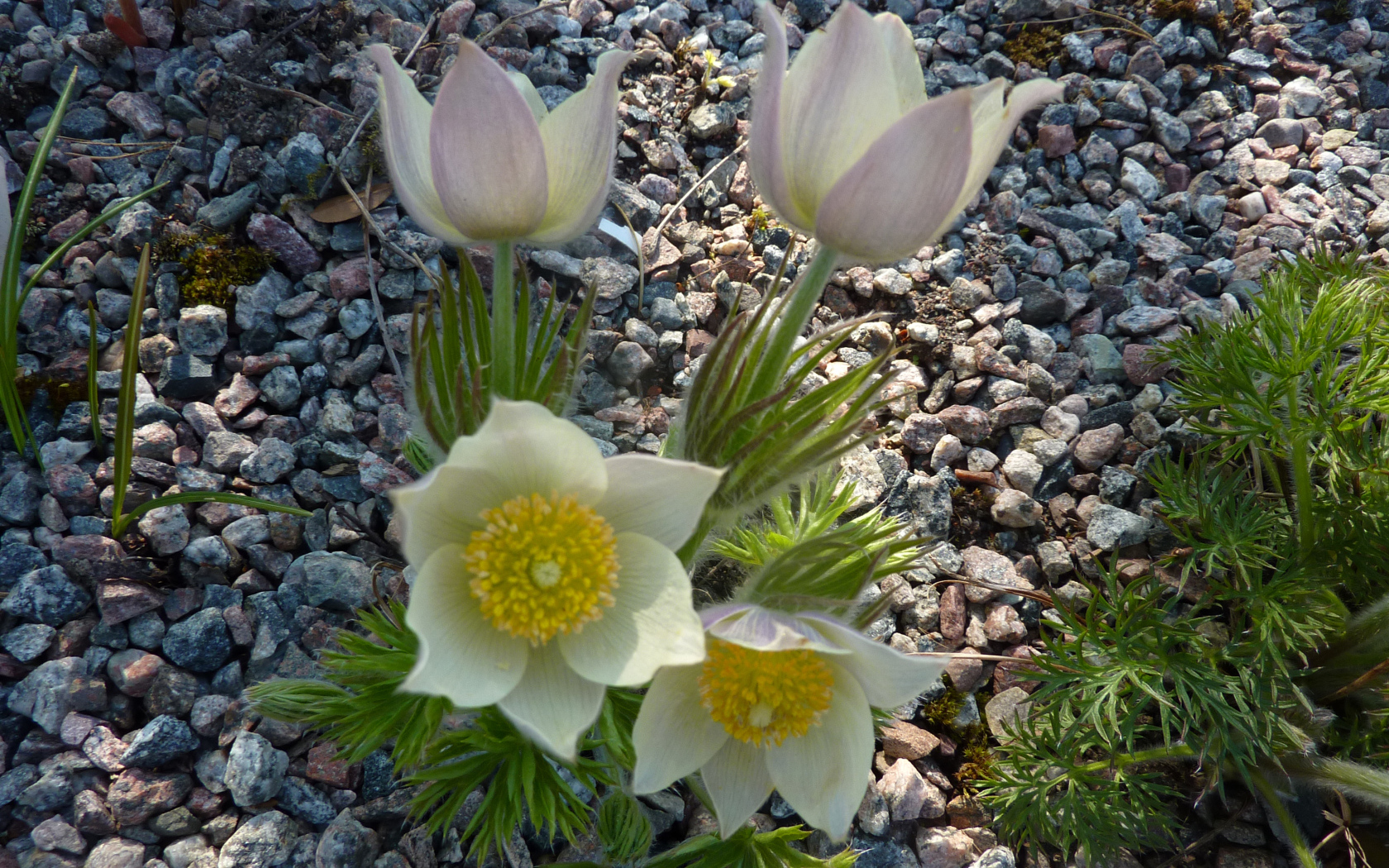 Белые цветы прострел растут на камнях