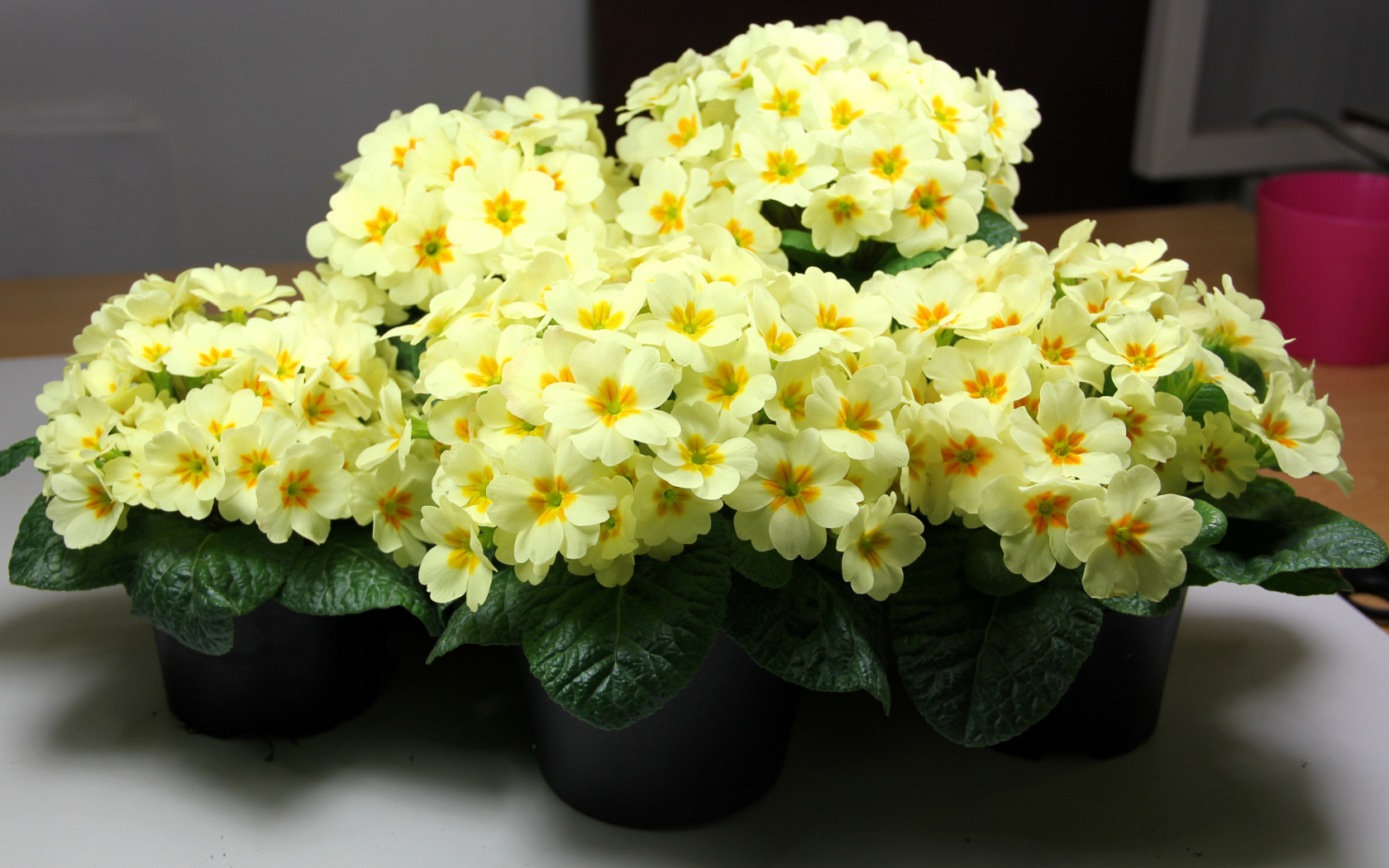 Желтые комнатные цветы примула в горшочках