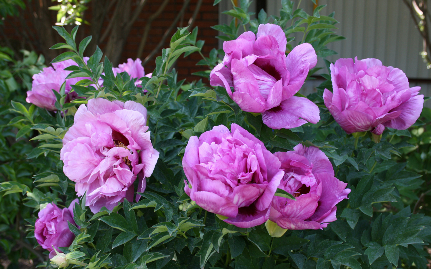 Красивые розовые садовые пионы 