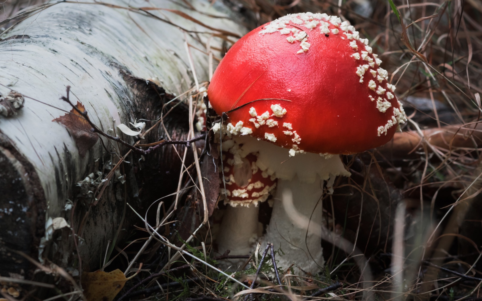 Красивый гриб мухомор с красной шляпкой у сухой березы