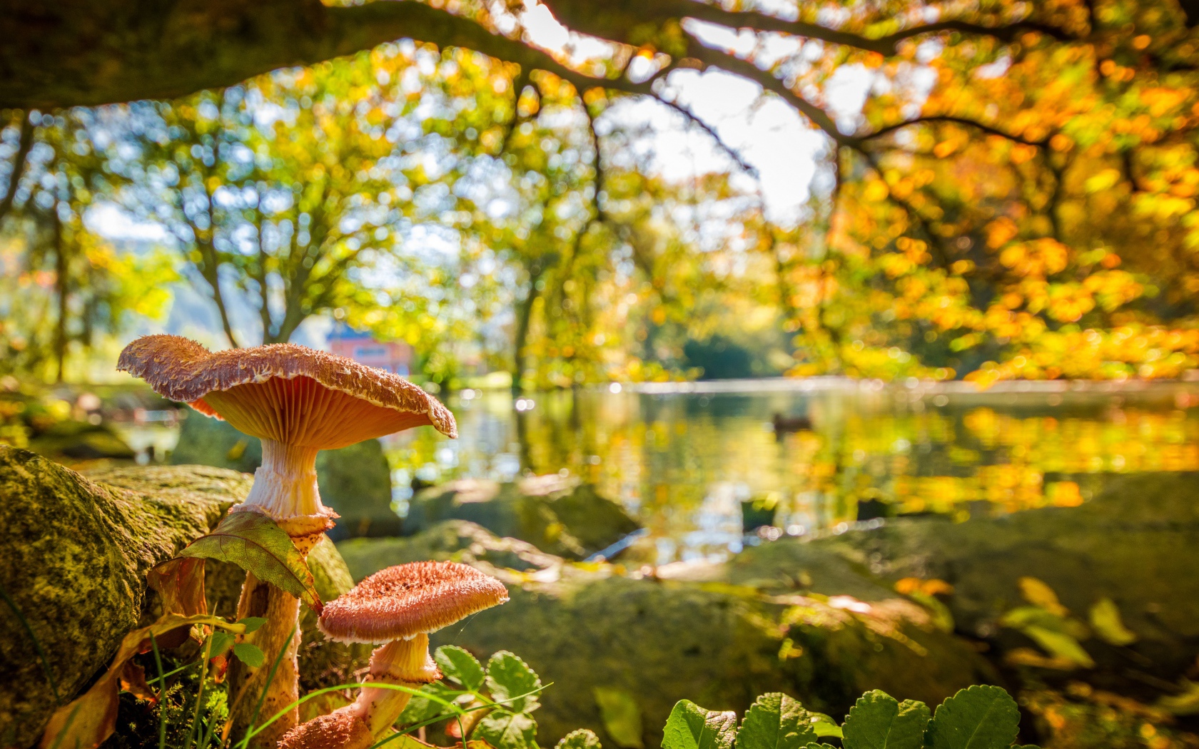 Two mushrooms in the autumn forest near the lake