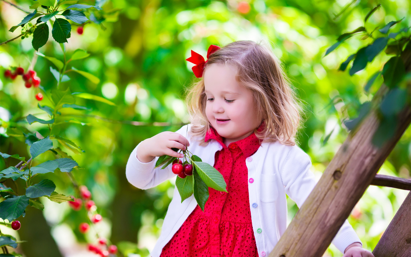 Маленькая улыбающаяся девочка рвет вишни с дерева