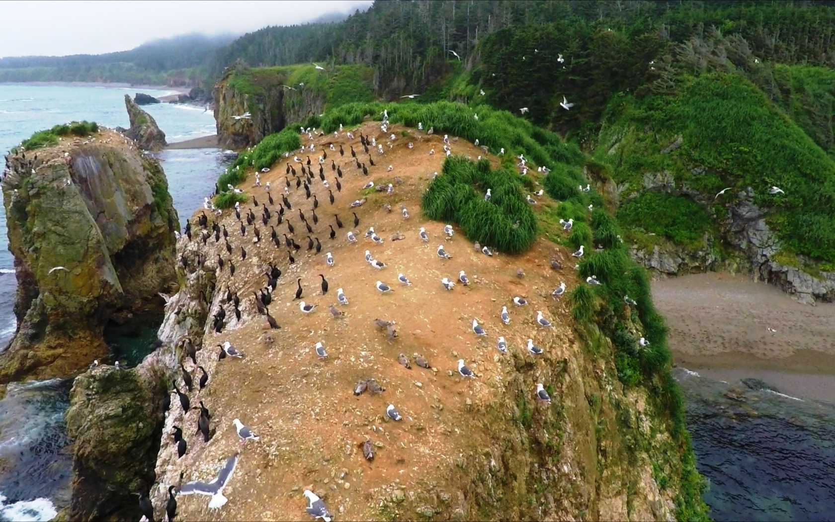 Колонии птиц. Мыс Великан, Сахалин. Россия 