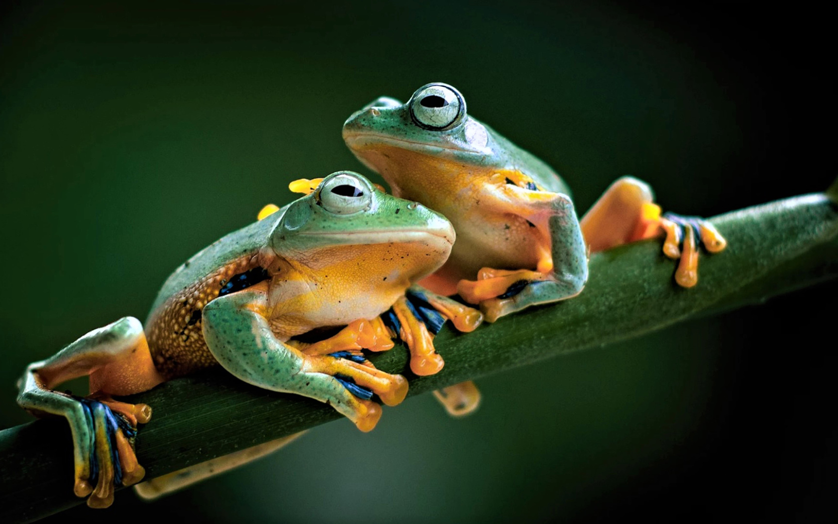 Две зеленые лягушки сидят на зеленой ветке