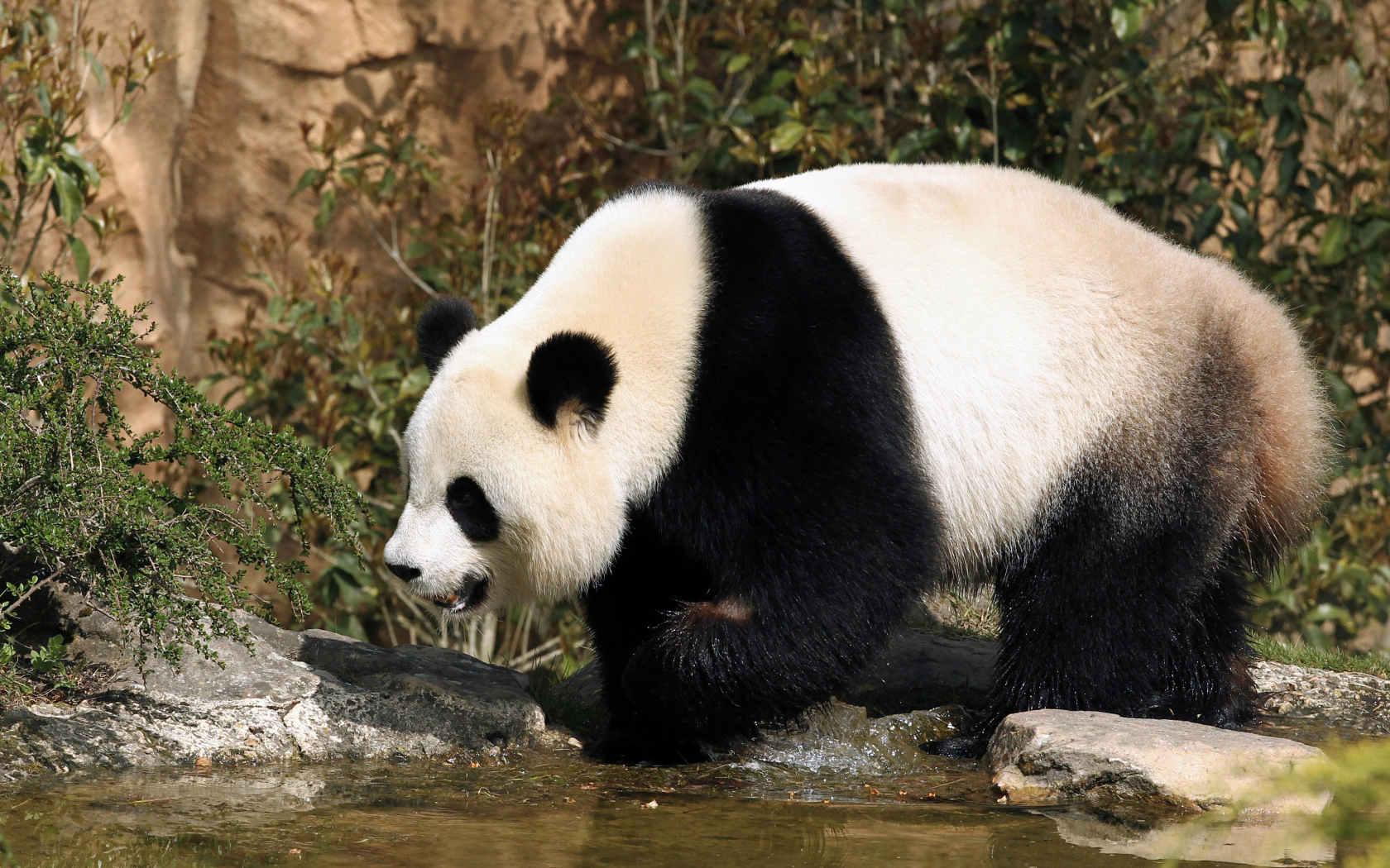 Большая панда идет по воде