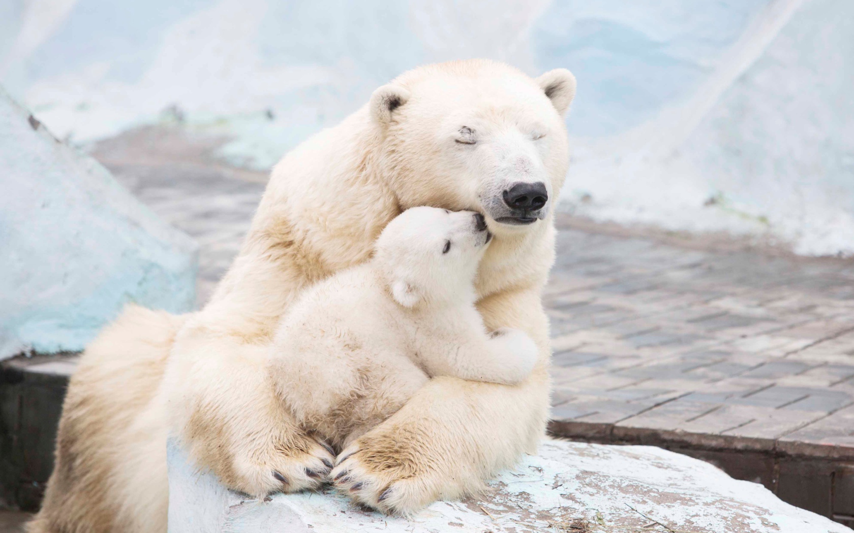 Большая белая медведица обнимает медвежонка