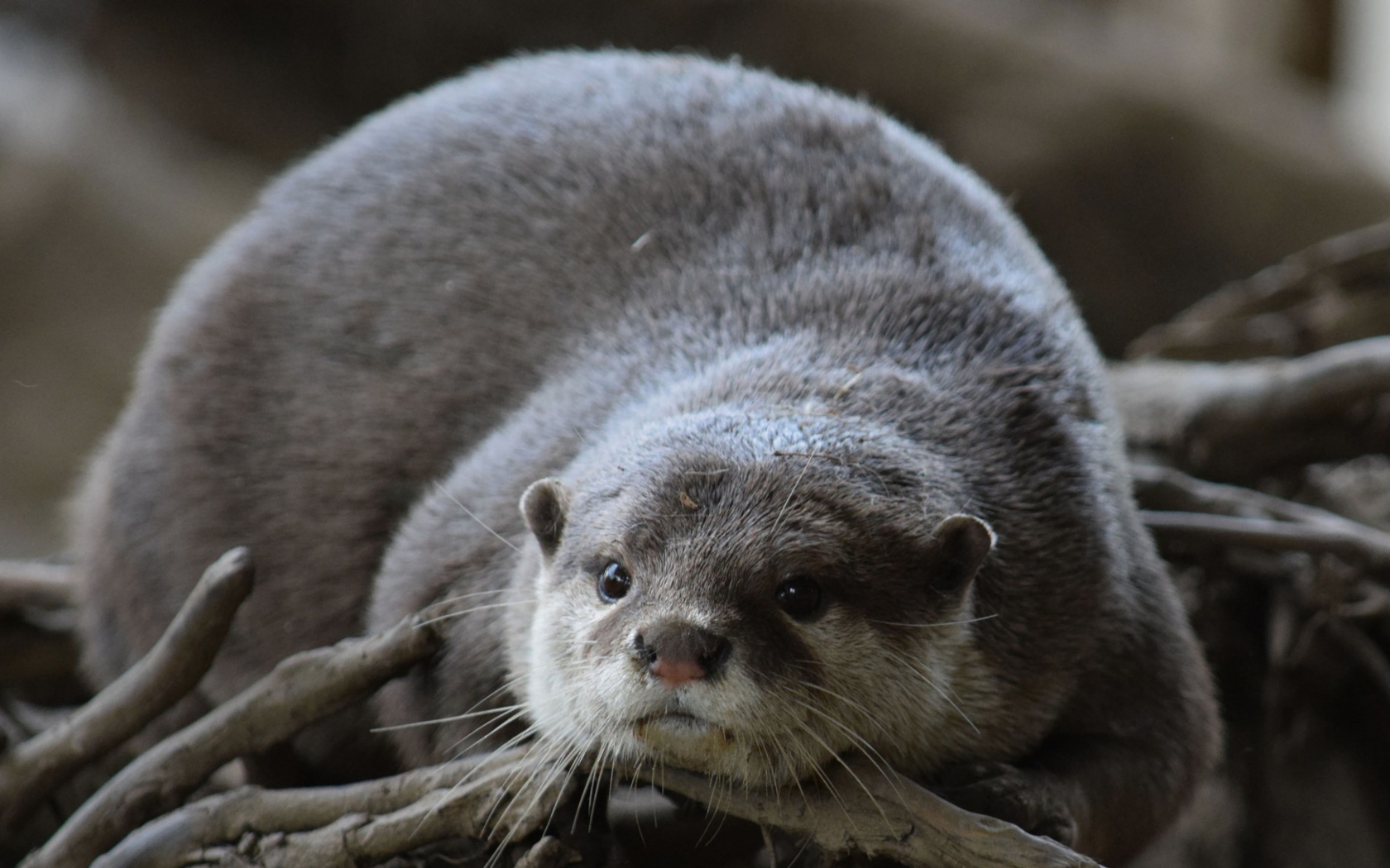 Серая выдра лежит на сухих ветках 