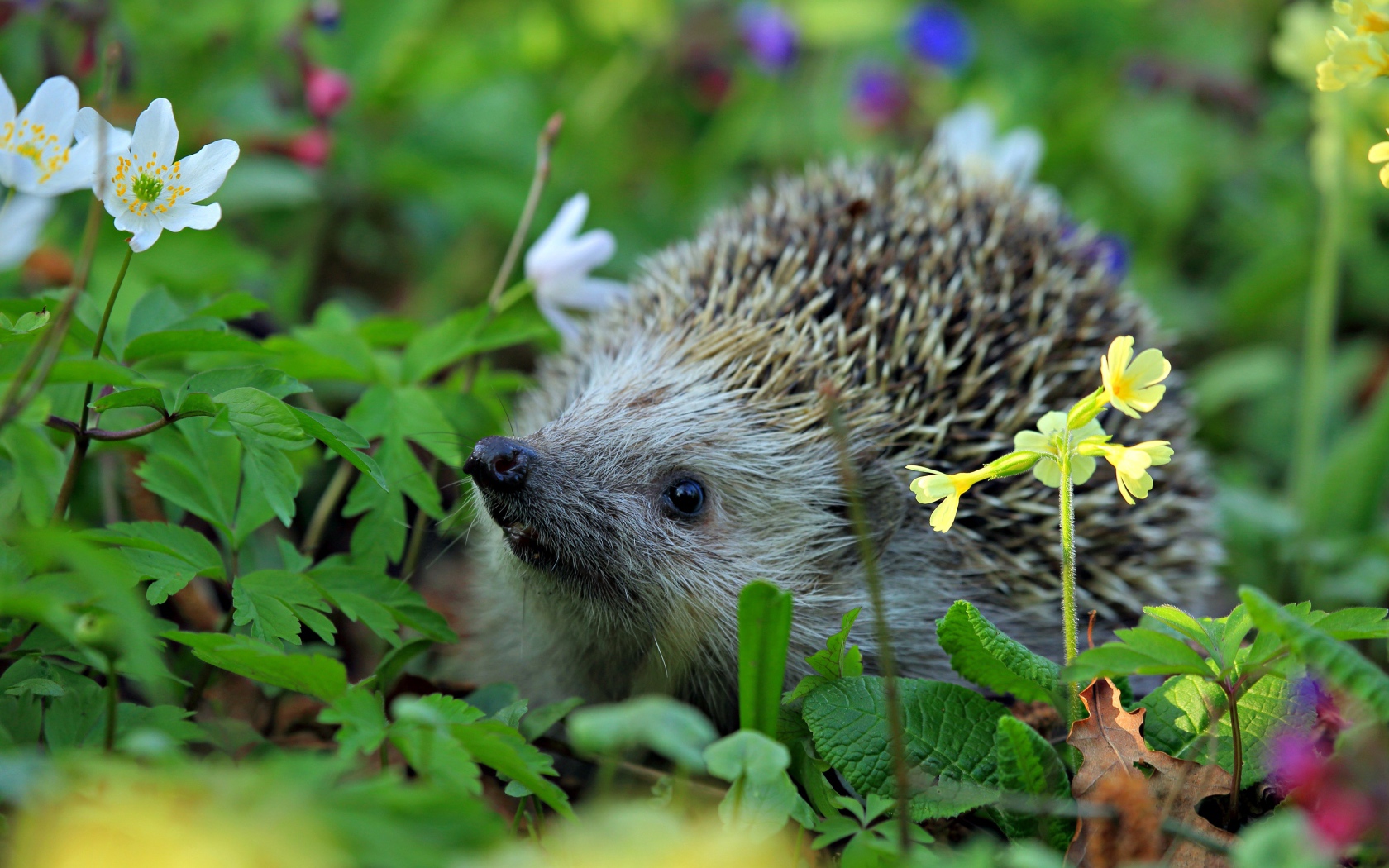 Колючий лесной еж стоит в цветах