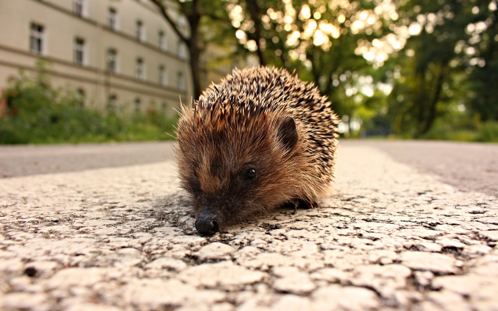 Колючий ежик стоит на тротуаре