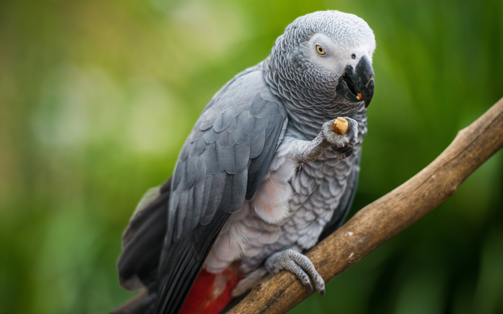 Серый попугай сидит на ветке