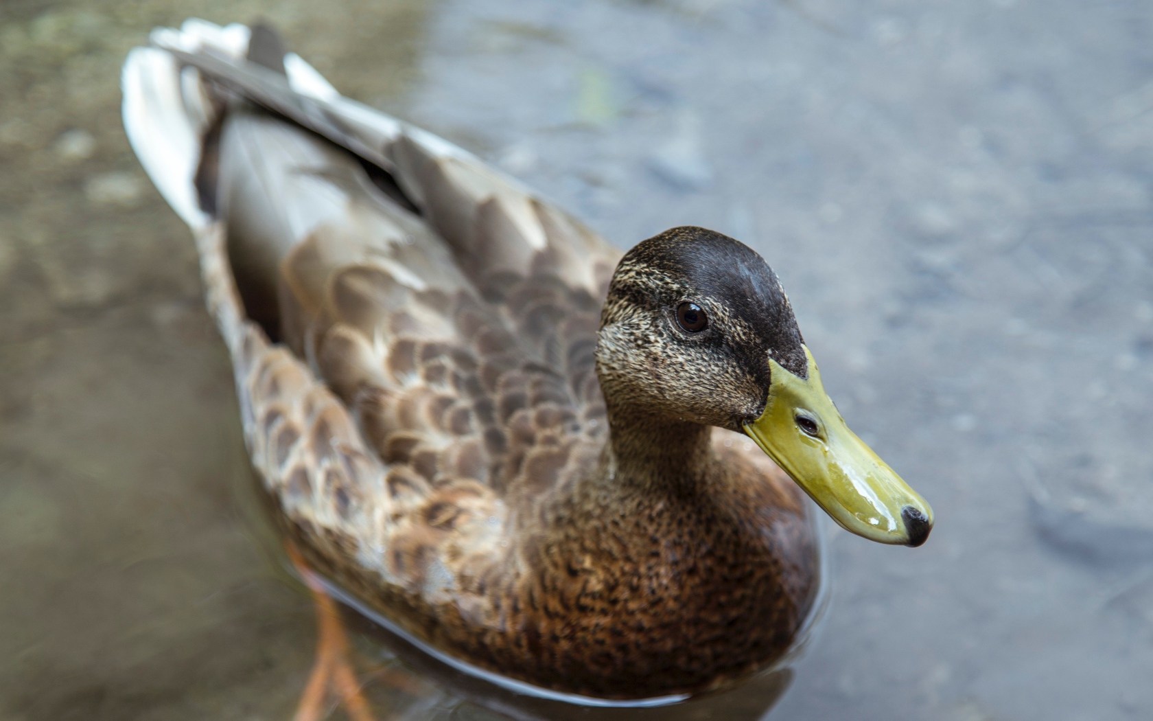 Большая серая утка плавает в воде