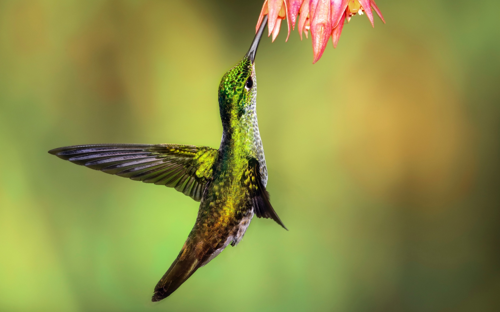 Маленькая птичка колибри собирает нектар на цветке
