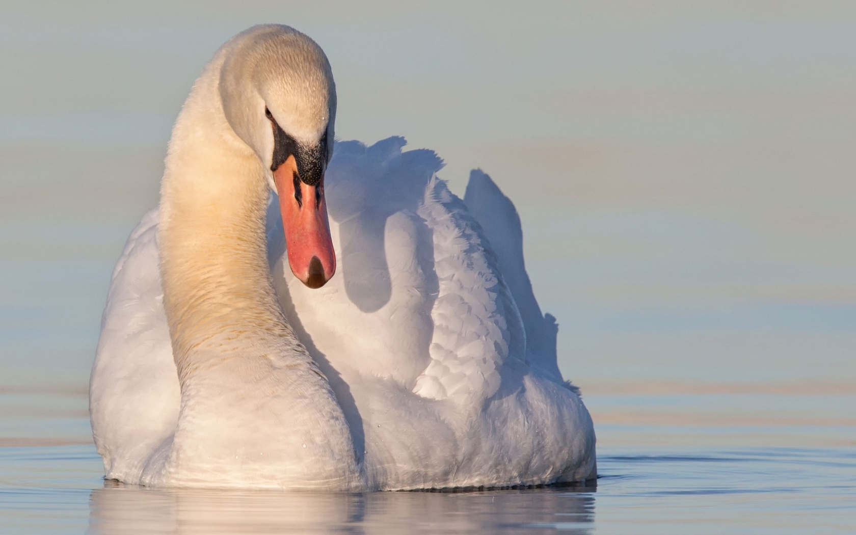Красивый белый лебедь в воде