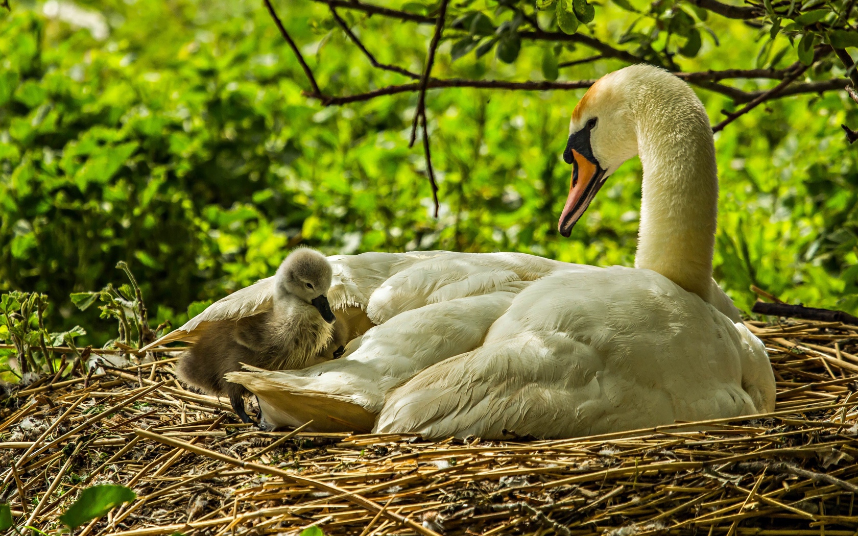 Красивый белый лебедь с птенцами в гнезде